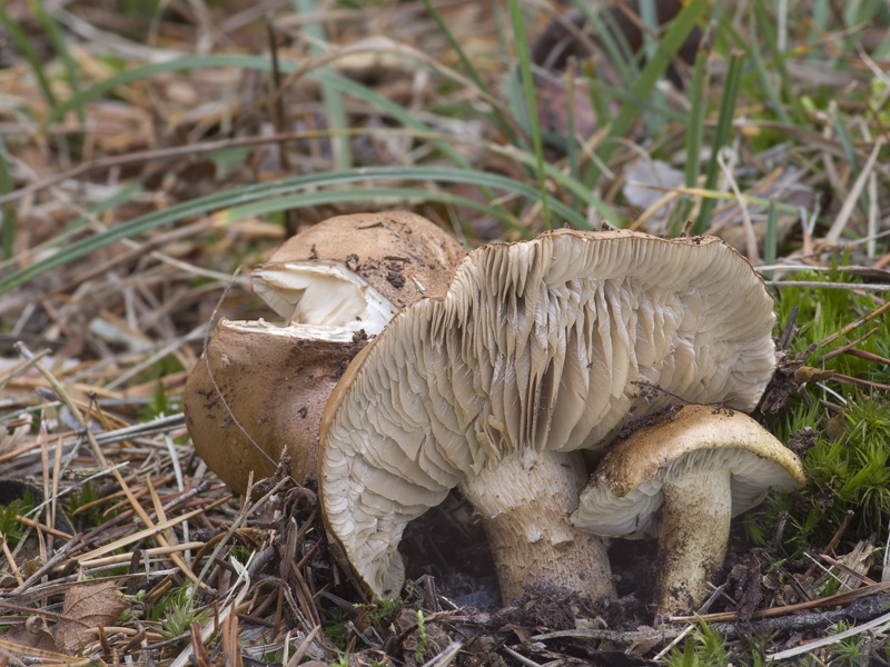 Tricholoma joachimii